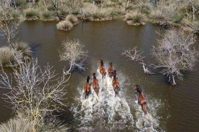 Bursa'da doğa harikası Karacabey Longozu ziyaretçilerini bekliyor