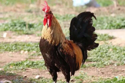 Fenomen horoz Bahtiyar'dan kötü haber