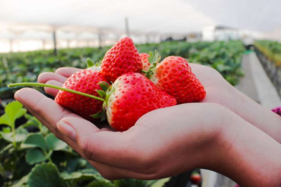 Kilo verdiren yağ yakıcı 8 meyve