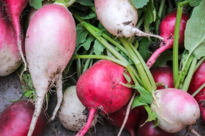 Karaciğer dostu turpların 5 önemli faydası