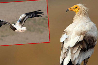 Küçük akbabanın her adımı takip ediliyor