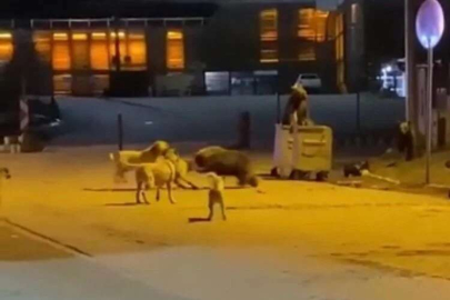 Uludağ’da ayıların köpek sürüsü ile kavgası
