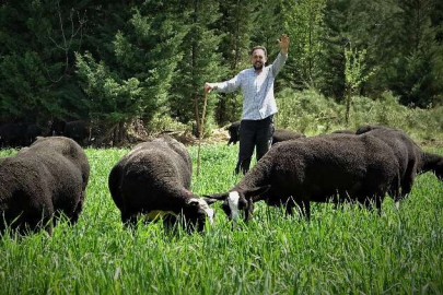 Bursa'da Zwartbles koyununa yoğun ilgi var! 
