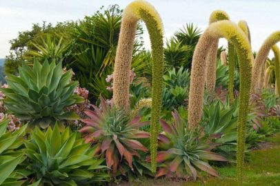 50 yıl sonra büyüyen sabır çiçeği hayrete düşürdü