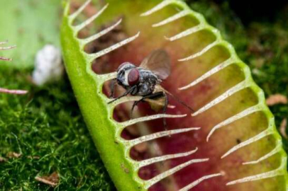 Bursalı çiçekçinin yurt dışından getirdiği sinek ve böcek yiyen bitkiler büyük ilgi görüyor.