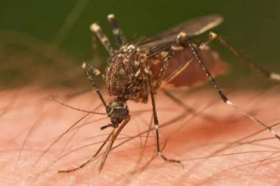 Hayat kurtarır: Mutlaka bilmeniz gereken 10 böcek ısırığı