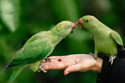 Türk bilim insanı "Endişeliyiz" Papağanlar şehirlere dağılabilir