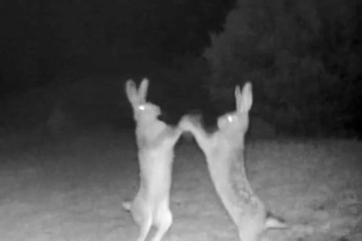 Tavşanlar kavga etti!