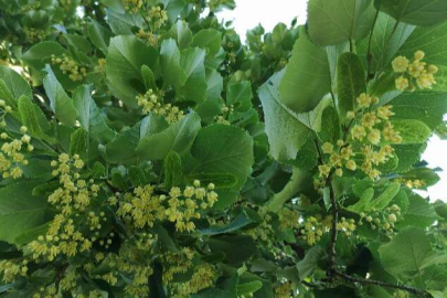 Bursa'da ana caddeler ve parklarda bulunan ıhlamur ağaçları çiçek açtı