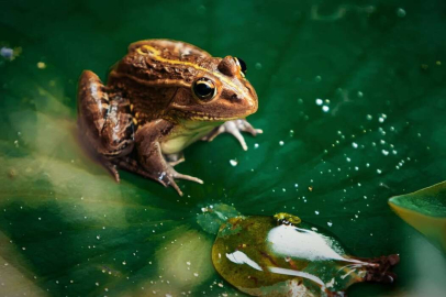 Kurbağaların nesli tükeniyor! En büyük payı olan Almanya