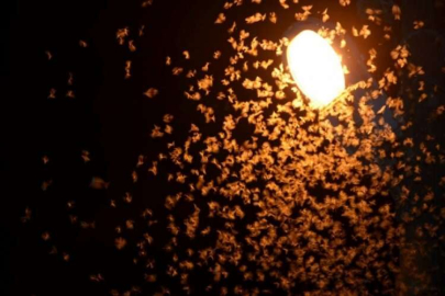 Şırnak'ta sıcak havaların etkisiyle uçan böcek istilası başladı