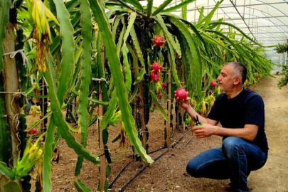 Bursa'da ejder meyvesi üreticisi servet kazanıyor