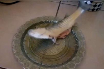 Tuttuğu balık temizlenmesine rağmen 15 dakika hareket etti