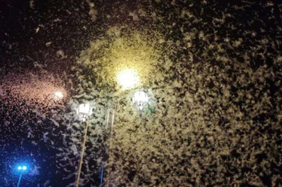 Mayıs sinekleri, Tarihi Halilefendi Köprüsü ve Kale çevresini kaplayarak adeta kar görüntüsü oluşturdu