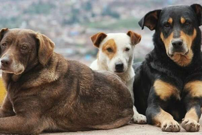 'Havrita' uygulaması için yeni karar!