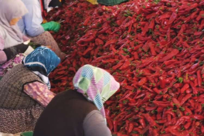 İnegöl ilçesinin kırsal Kulaca Mahallesi'ndeki tesislerde salça yapım süreci başladı