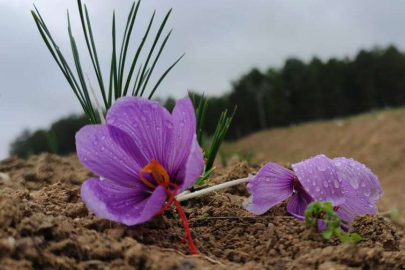 Safran hasadı başladı: Kilosu 100 bin TL