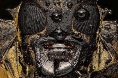 Bu fotoğrafın ne olduğunu kimse tahmin edemiyor!