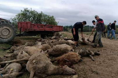 Bursa'da başıboş köpekler dehşet saçtı!