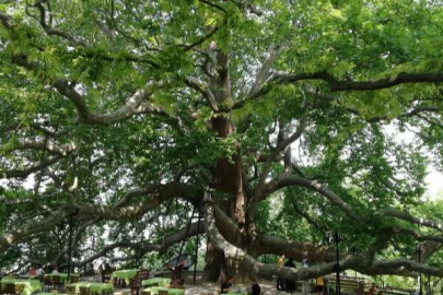 Bursa'nın anıt ağacını koruma çalışmaları devam ediyor