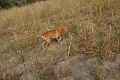 Çalınan köpeğini bulana kuzu hediye edecek