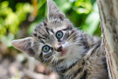 Konya'daki katliamın ardından, tepki çeken görüntü: Kediye yumruk attı