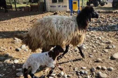 Bağırsakları dışarıda doğan kuzuya cerrahi müdahale!