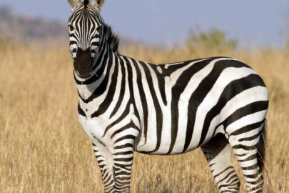 Dikkat çeken 'zebra eti' fetvası