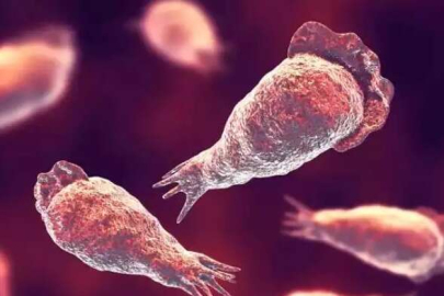 Güney Kore'de beyin yiyen amip yüzünden ilk ölüm olayı görüldü