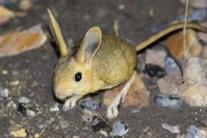 Şırnak'ta tavşan korkusu! Köylüler nöbete başladı