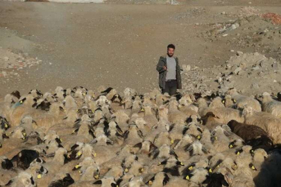 Zemheri ayında hayvanları meraya çıkardılar!