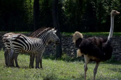 Bursa Hayvanat Bahçesi giriş ücretleri arttı