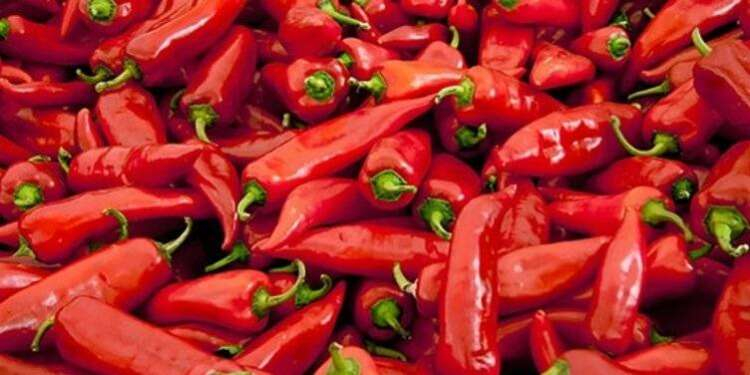 Kırmızı biber