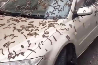 Gökten solucan yağdı!