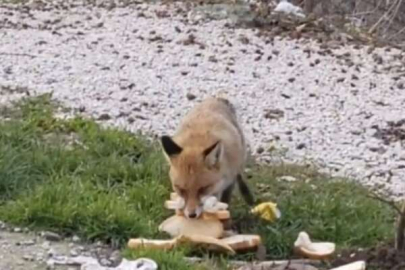 Bursa'da hayvanseverler tilki besledi