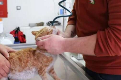 Depremzede kedi kimsenin haberi olmadan Hatay'dan 1040 kilometre yol kat etti