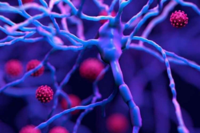 Tanzanya'da 5 kişi Marburg virüsünden hayatını kaybetti