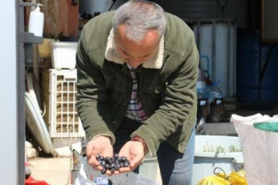 Aydın'da ayda 24 bin liraya çalışacak işçi bulamıyor!