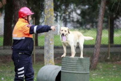 Türk Silahlı Kuvvetleri'nin eğitimli köpekleri Bursa'da yetiştiriliyor