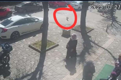 Bursa'da yaralı kedi kendi imkanları ile veteriner kliniğine gitti!