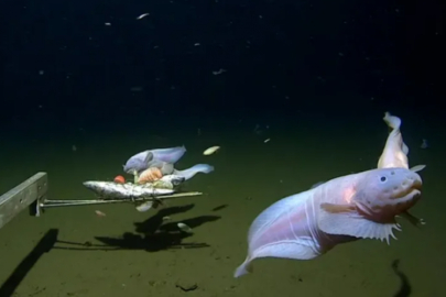 Japonya'da 8 bin metre derinlikte balık yakalandı