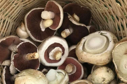 Topladığınız her mantarı yemeyin!