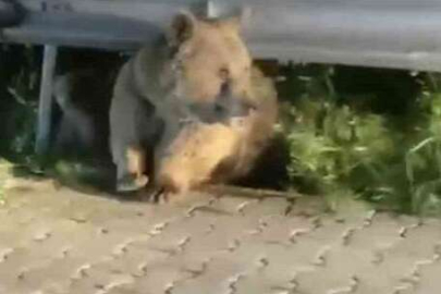 Bursa'da yabani hayvanlar şehir merkezine indi