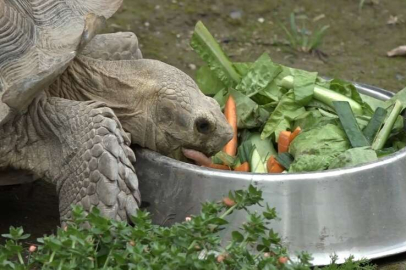 Dünya Kaplumbağa Günü'nde Bursa'da kaplumbağalara ziyafet