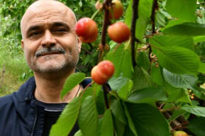 Lapseki Kirazı'nda hasat ay sonunda başlıyor