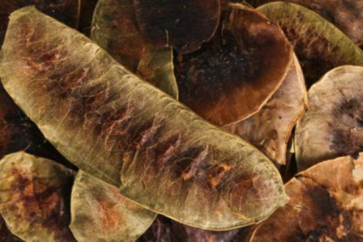 Yağ yakan ot diye biliniyor! Her gün 1 bardak içen eriyor...