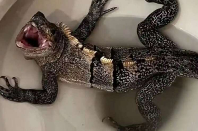 Klozetten iguana çıktı!