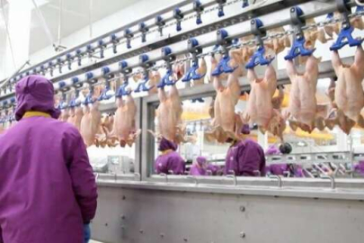 Mangalcılara müjde Bursa'dan geldi: Tavuk etine zam yok!