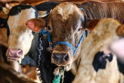 Kurbanlık fiyatları cep yakıyor! Büyükbaş ve küçükbaş hayvan fiyatları...