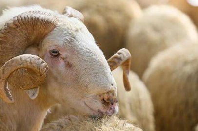 Kurban keserken nelere dikkat edilmelidir? İşte kurban keserken dikkat edilmesi gerekenler..